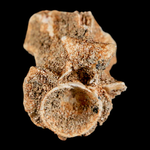 0.7" Palaeophis Magrebianus Sea Snake Vertebra Bone Upper Paleocene Morocco - Fossil Age Minerals