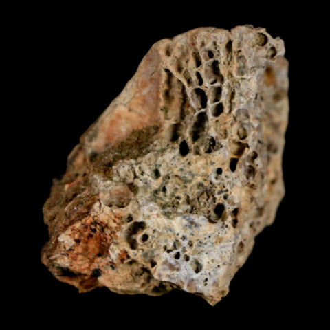 1.3" Tyrannosaurus Rex Fossil Bone Dinosaur Lance Creek Formation Wyoming COA