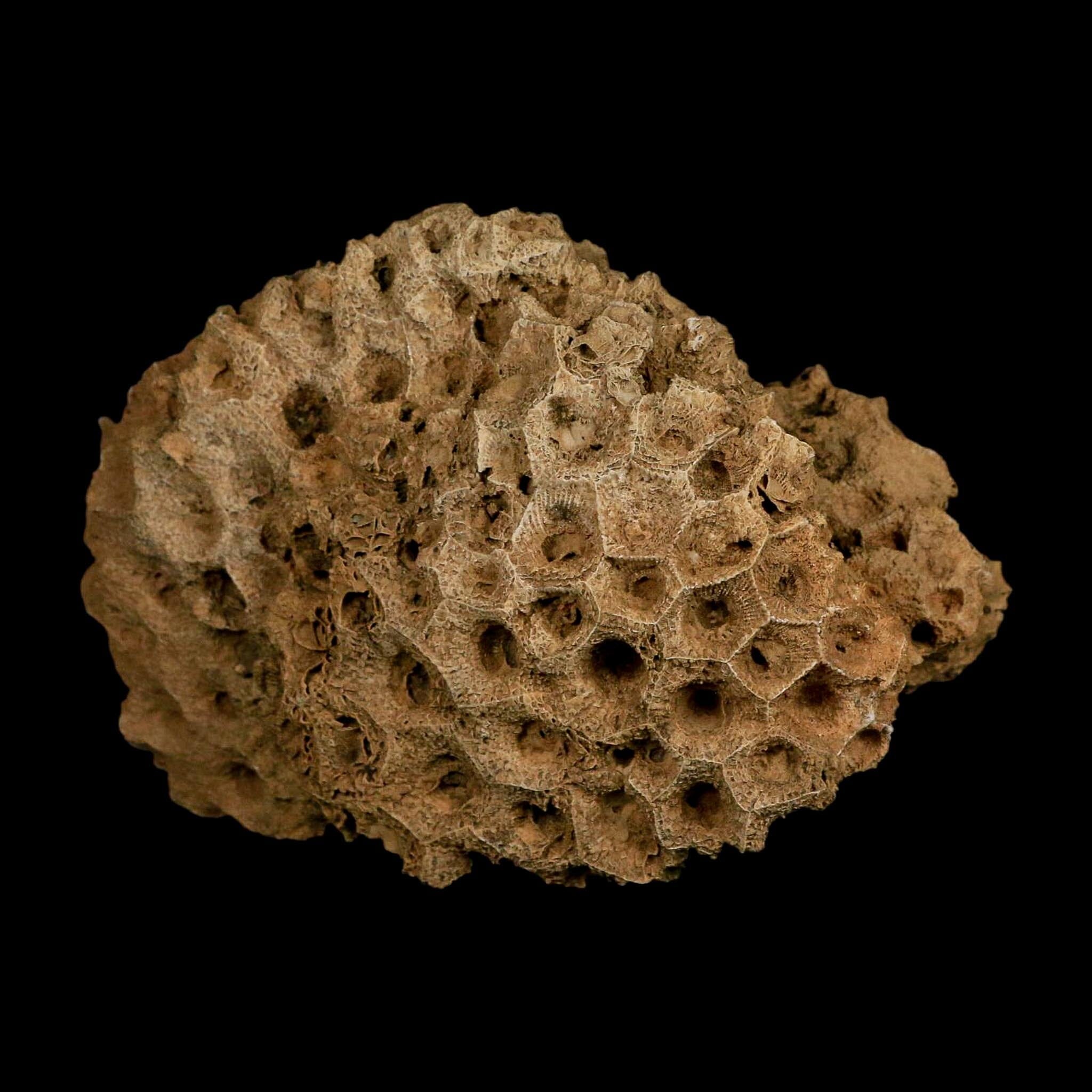 4.3" Colonial Rugose Coral Fossil Devonian Age Speed Quarry, Clark County, Indiana - Fossil Age Minerals