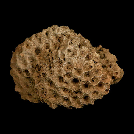 4.3" Colonial Rugose Coral Fossil Devonian Age Speed Quarry, Clark County, Indiana