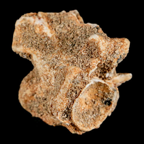 0.7" Palaeophis Magrebianus Sea Snake Vertebra Bone Upper Paleocene Morocco - Fossil Age Minerals