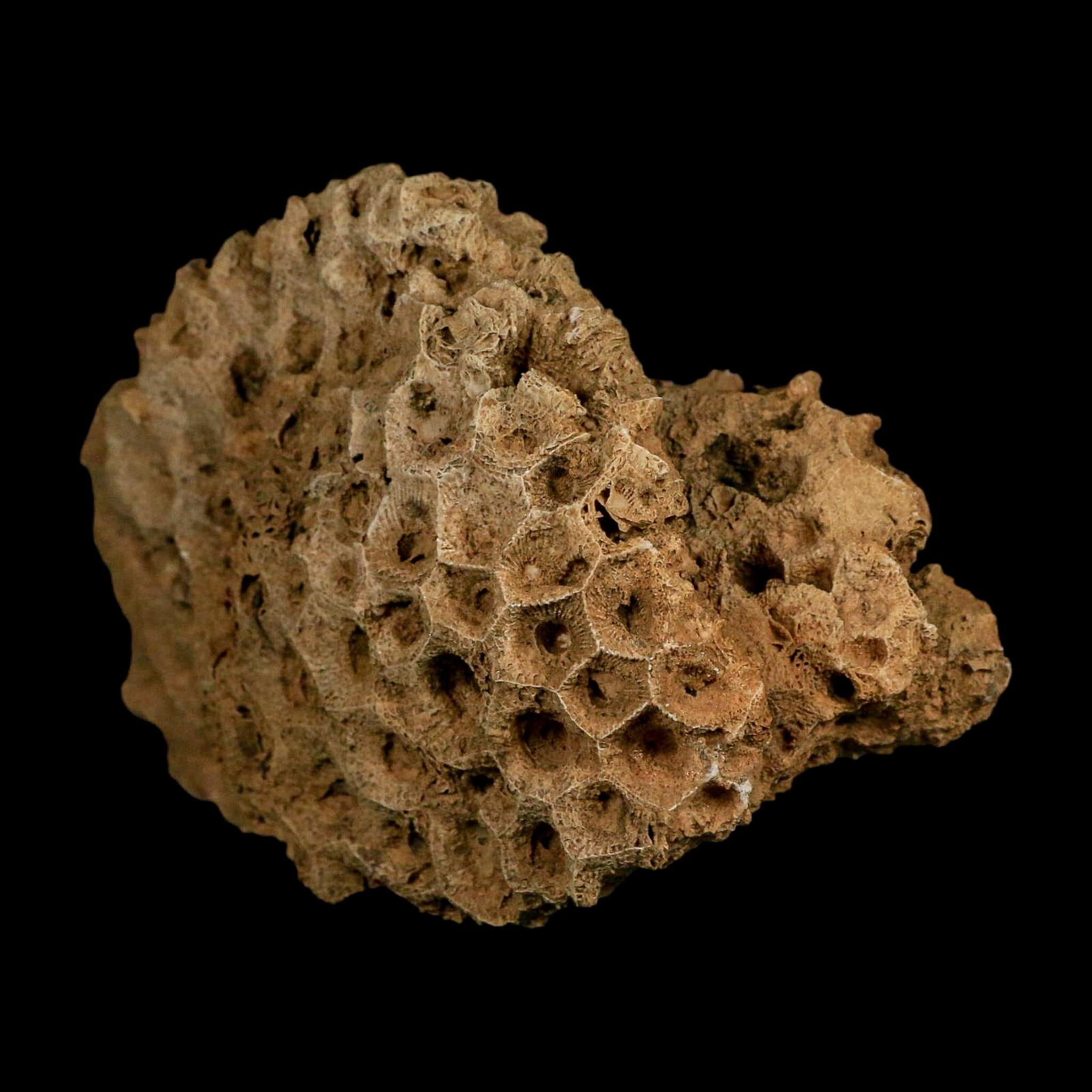 4.3" Colonial Rugose Coral Fossil Devonian Age Speed Quarry, Clark County, Indiana - Fossil Age Minerals