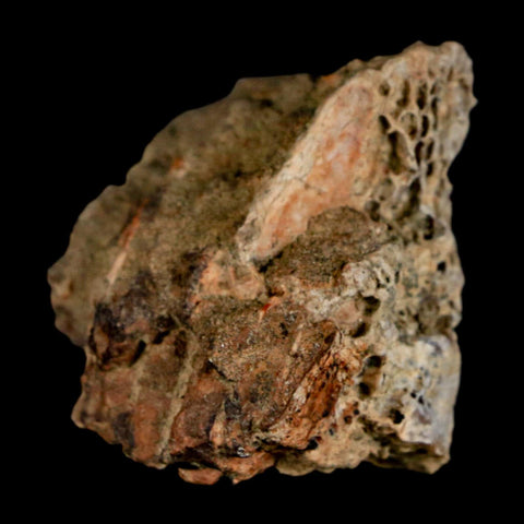 1.3" Tyrannosaurus Rex Fossil Bone Dinosaur Lance Creek Formation Wyoming COA