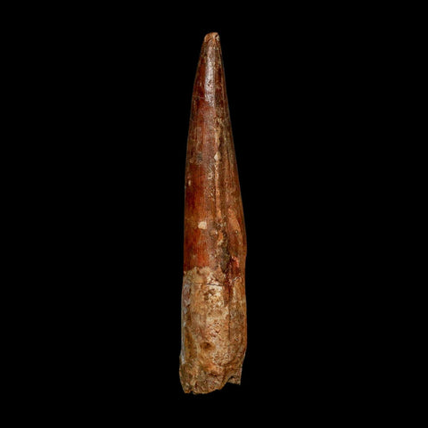 XXL 4" Spinosaurus Fossil Tooth 100 Million Years Old Cretaceous Dinosaur COA