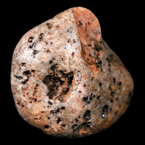1.8" Sauropod Dinosaur Stomach Stone Gastrolith Rock Gizzard Stone COA - Fossil Age Minerals