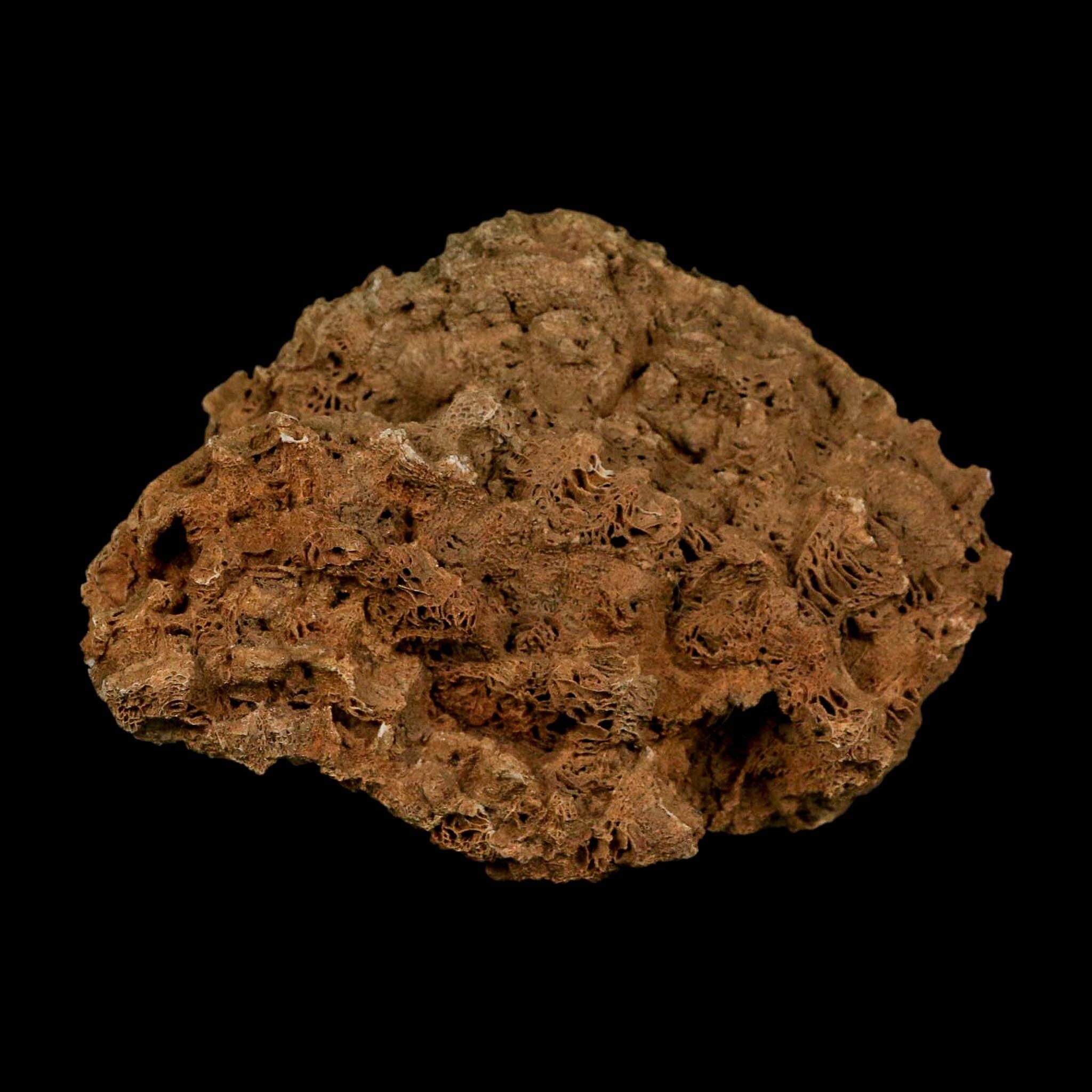 4.3" Colonial Rugose Coral Fossil Devonian Age Speed Quarry, Clark County, Indiana - Fossil Age Minerals