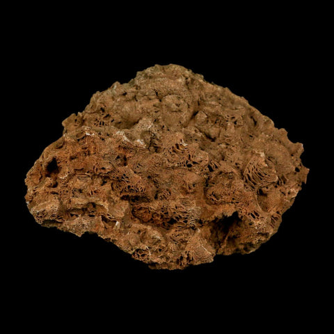 4.3" Colonial Rugose Coral Fossil Devonian Age Speed Quarry, Clark County, Indiana - Fossil Age Minerals