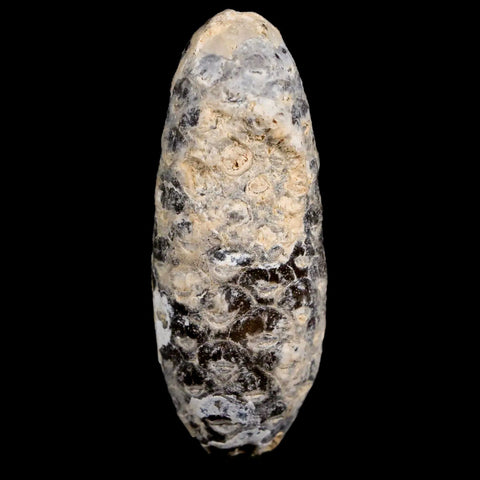 2" Fossil Pine Cone Equicalastrobus Replaced By Agate Eocene Age Seeds Fruit - Fossil Age Minerals