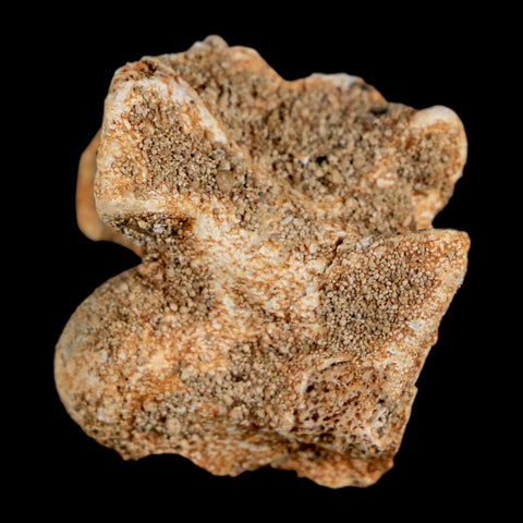 0.7" Palaeophis Magrebianus Sea Snake Vertebra Bone Upper Paleocene Morocco - Fossil Age Minerals
