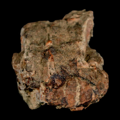 1.3" Tyrannosaurus Rex Fossil Bone Dinosaur Lance Creek Formation Wyoming COA