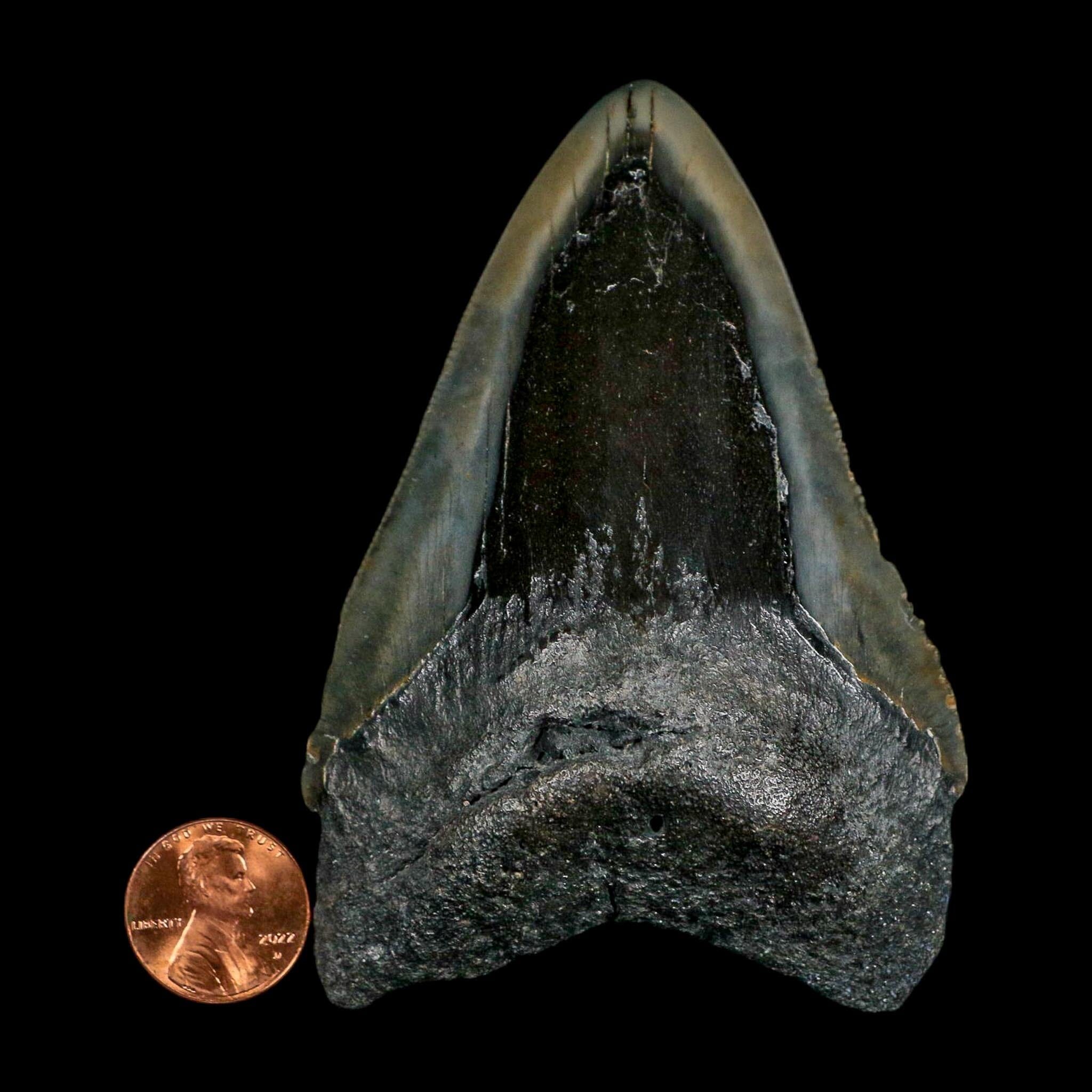 3.8" Quality Megalodon Shark Serrated Tooth Fossil Natural Miocene Age COA