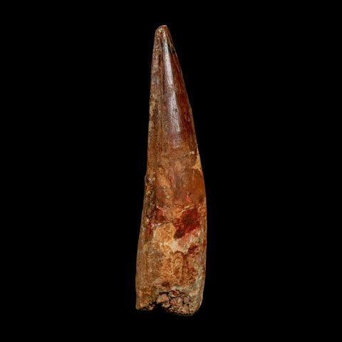 XXL 4" Spinosaurus Fossil Tooth 100 Million Years Old Cretaceous Dinosaur COA