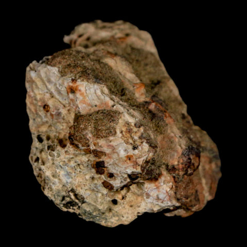 1.3" Tyrannosaurus Rex Fossil Bone Dinosaur Lance Creek Formation Wyoming COA