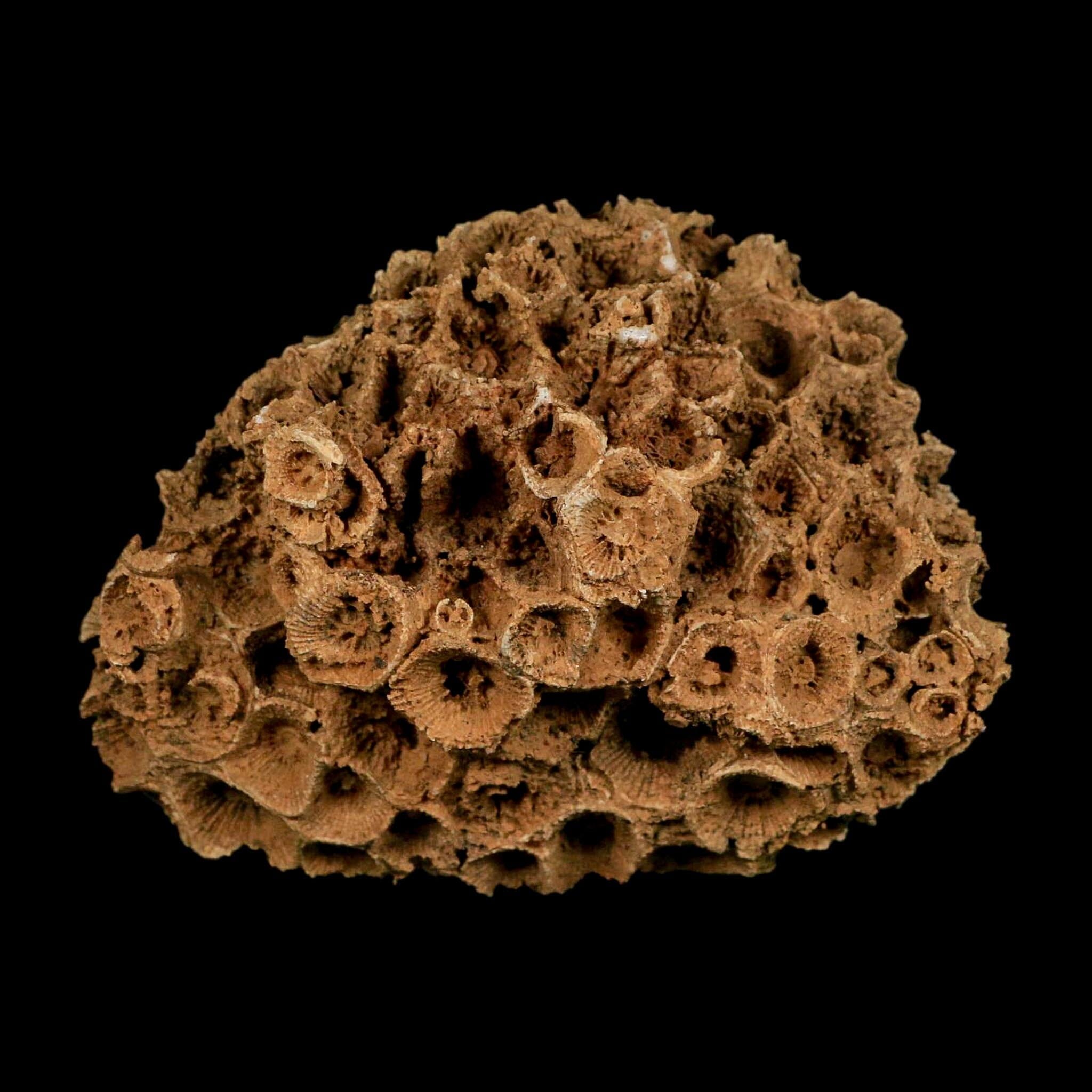 3.8" Colonial Rugose Coral Fossil Devonian Age Speed Quarry, Clark County, Indiana - Fossil Age Minerals