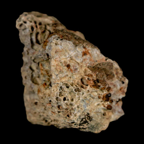 1.3" Tyrannosaurus Rex Fossil Bone Dinosaur Lance Creek Formation Wyoming COA