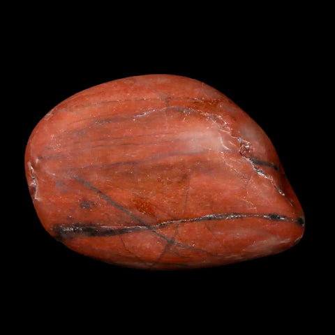 1.6" Sauropod Dinosaur Stomach Stone Gastrolith Rock Gizzard Stone COA - Fossil Age Minerals