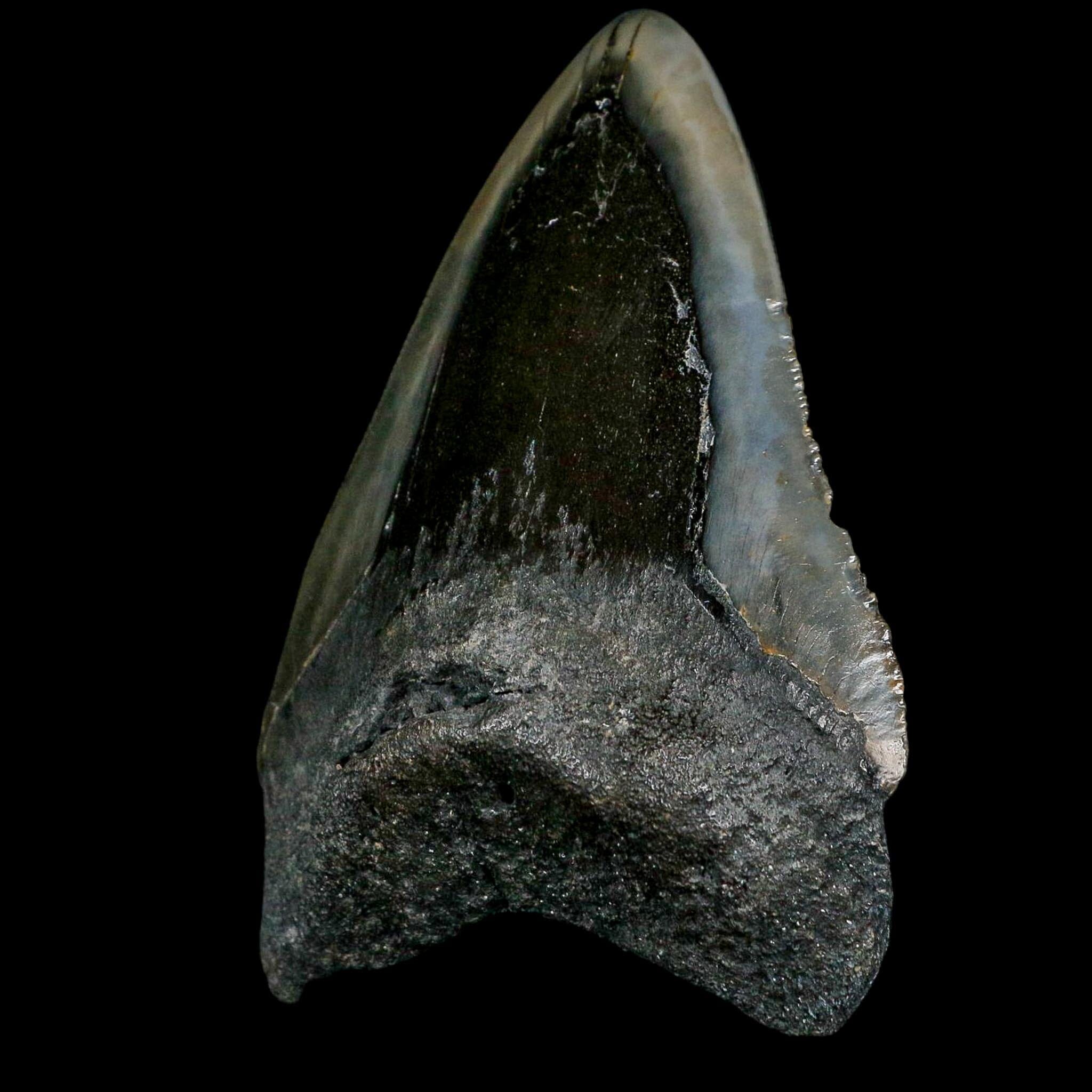 3.8" Quality Megalodon Shark Serrated Tooth Fossil Natural Miocene Age COA