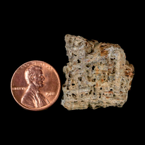 1.3" Tyrannosaurus Rex Fossil Bone Dinosaur Lance Creek Formation Wyoming COA