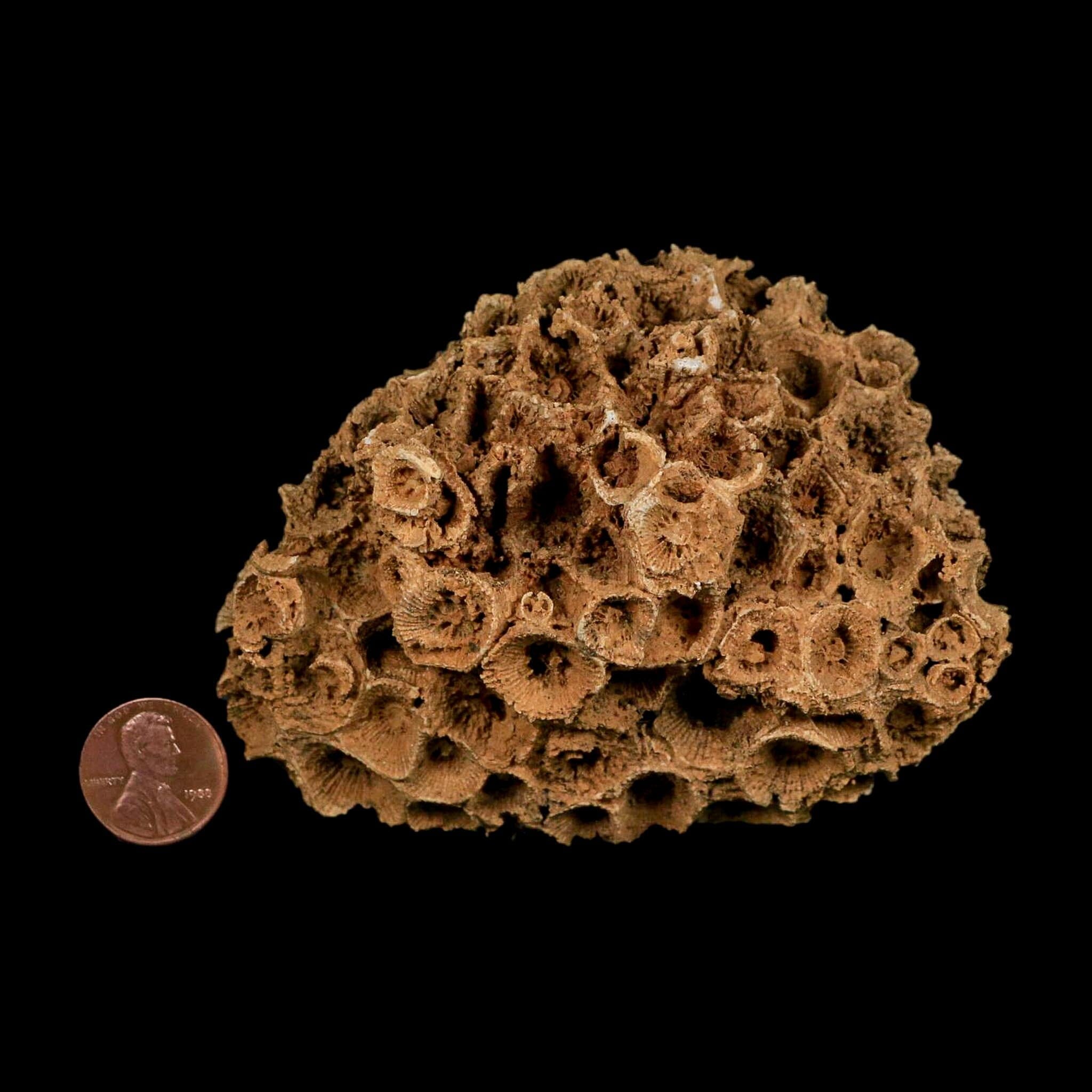 3.8" Colonial Rugose Coral Fossil Devonian Age Speed Quarry, Clark County, Indiana - Fossil Age Minerals