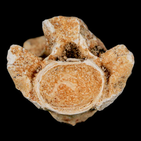 1.2" Palaeophis Magrebianus Sea Snake Vertebra Bone Upper Paleocene Morocco - Fossil Age Minerals