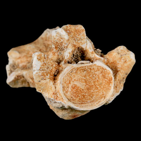1.2" Palaeophis Magrebianus Sea Snake Vertebra Bone Upper Paleocene Morocco - Fossil Age Minerals