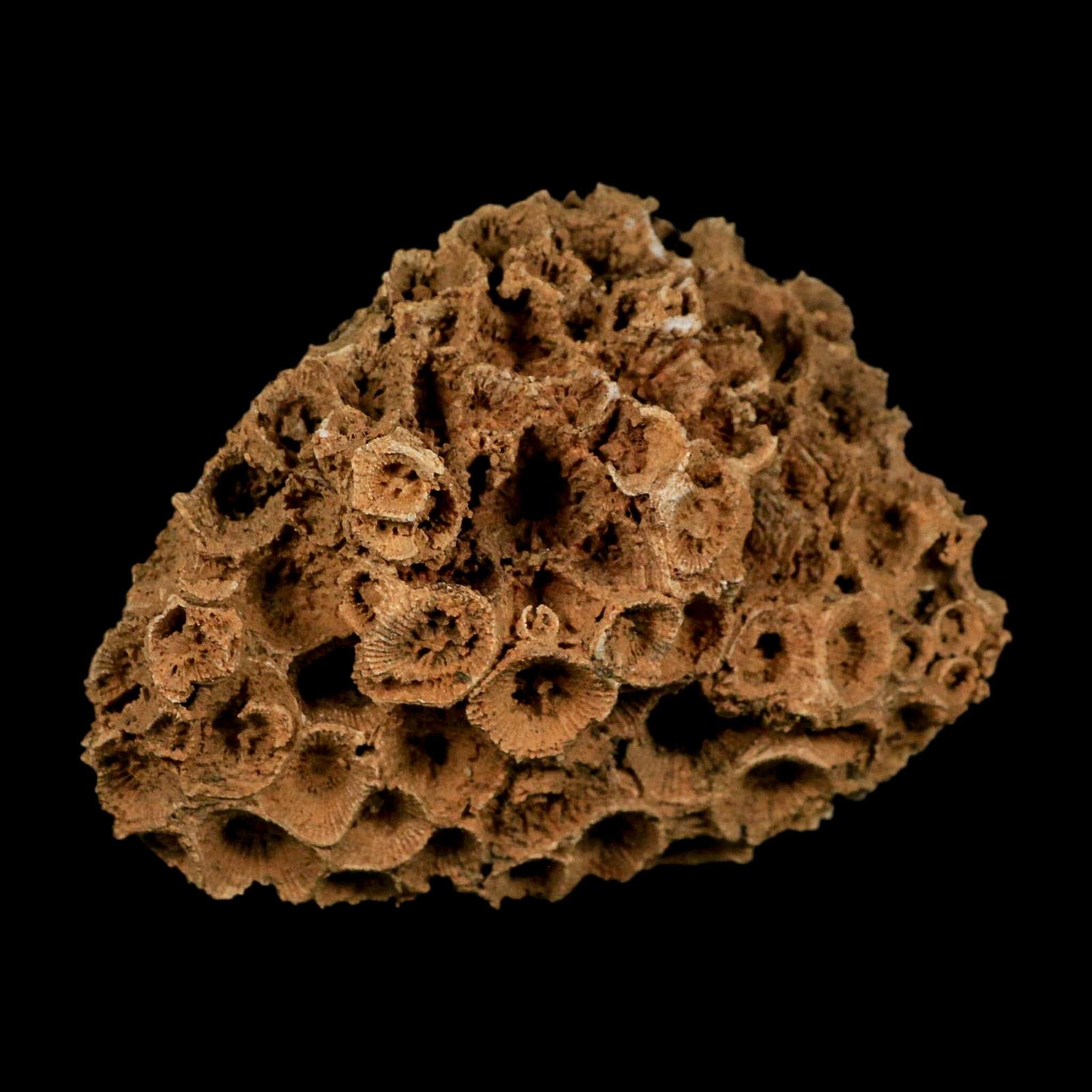 3.8" Colonial Rugose Coral Fossil Devonian Age Speed Quarry, Clark County, Indiana - Fossil Age Minerals