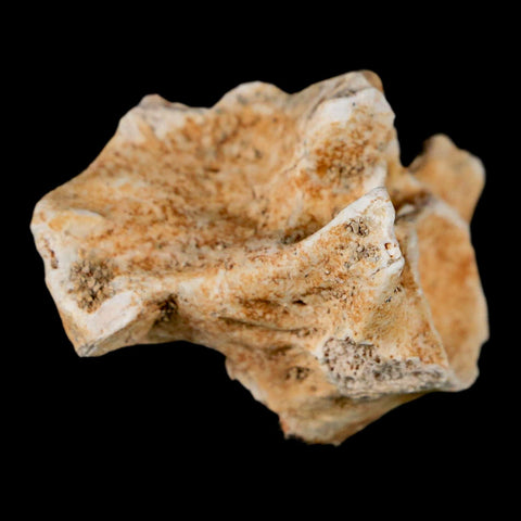 1.2" Palaeophis Magrebianus Sea Snake Vertebra Bone Upper Paleocene Morocco - Fossil Age Minerals