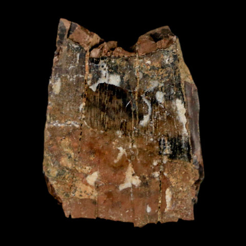 0.9" Tyrannosaurus Rex Fossil Tooth Section Dinosaur Lance Creek Formation WY COA