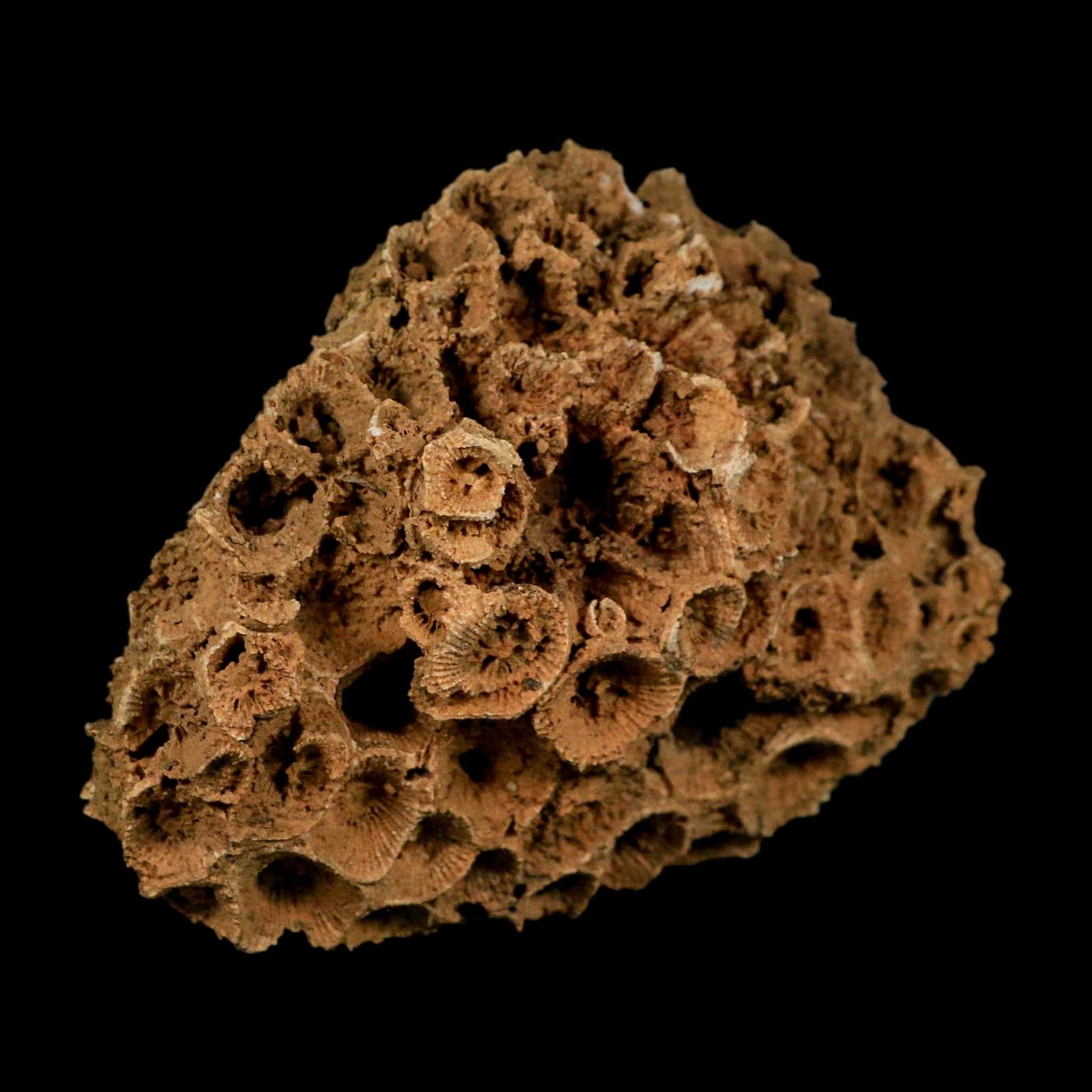 3.8" Colonial Rugose Coral Fossil Devonian Age Speed Quarry, Clark County, Indiana - Fossil Age Minerals