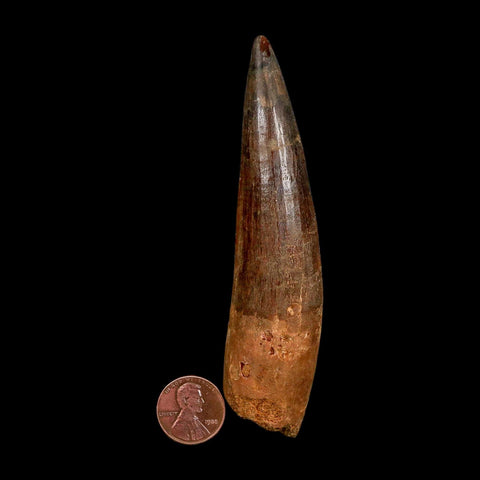 XXL 4.3" Spinosaurus Fossil Tooth 100 Million Years Old Cretaceous Dinosaur COA