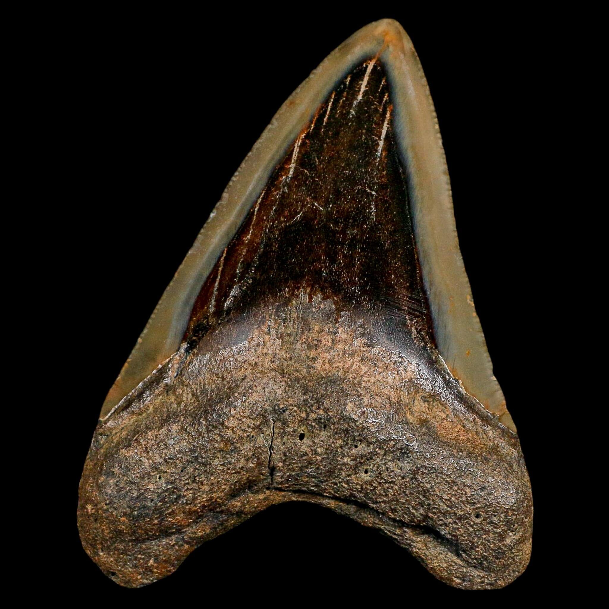 3.4" Quality Megalodon Shark Serrated Tooth Fossil Natural Miocene Age COA