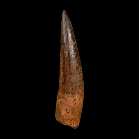 XXL 4.3" Spinosaurus Fossil Tooth 100 Million Years Old Cretaceous Dinosaur COA