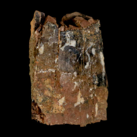 0.9" Tyrannosaurus Rex Fossil Tooth Section Dinosaur Lance Creek Formation WY COA