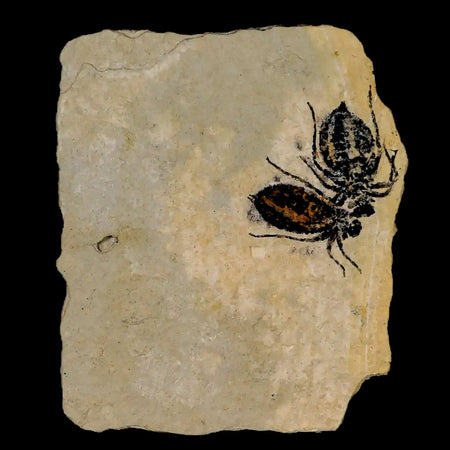 2 Two Dragonfly Larvae Fossil Libellula Doris Plate Upper Miocene Piemont Italy Display