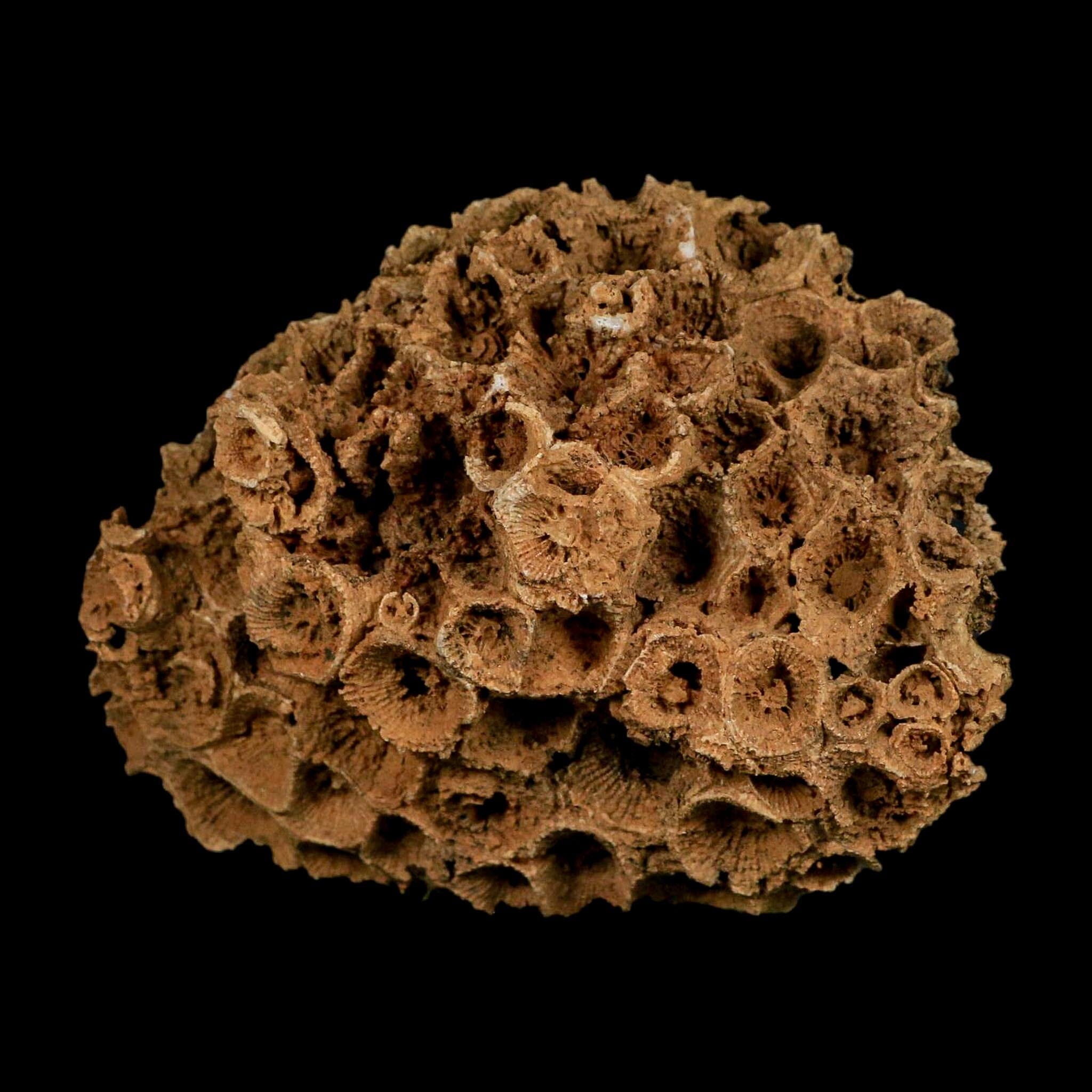 3.8" Colonial Rugose Coral Fossil Devonian Age Speed Quarry, Clark County, Indiana - Fossil Age Minerals