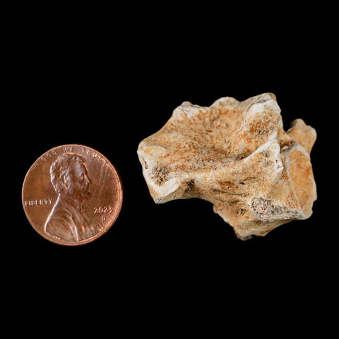 1.2" Palaeophis Magrebianus Sea Snake Vertebra Bone Upper Paleocene Morocco - Fossil Age Minerals