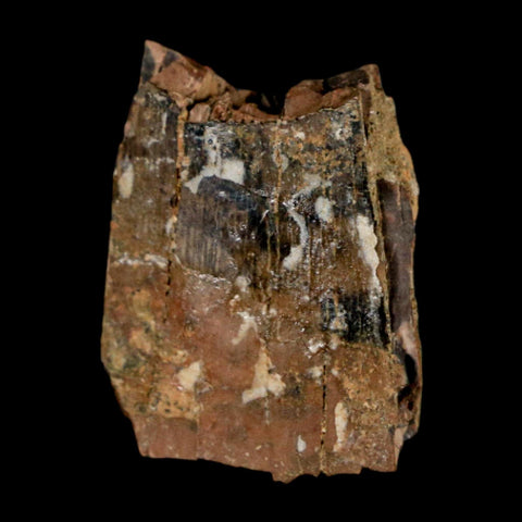 0.9" Tyrannosaurus Rex Fossil Tooth Section Dinosaur Lance Creek Formation WY COA