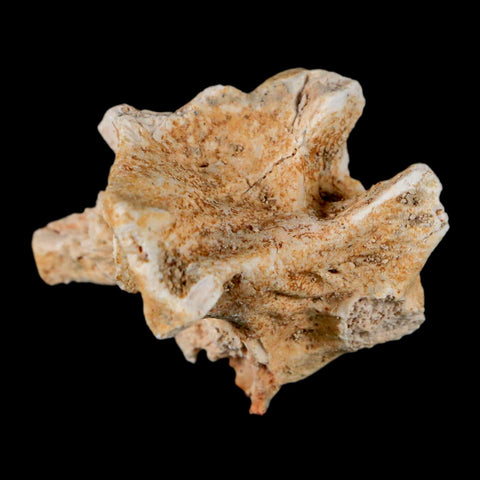 1.2" Palaeophis Magrebianus Sea Snake Vertebra Bone Upper Paleocene Morocco - Fossil Age Minerals