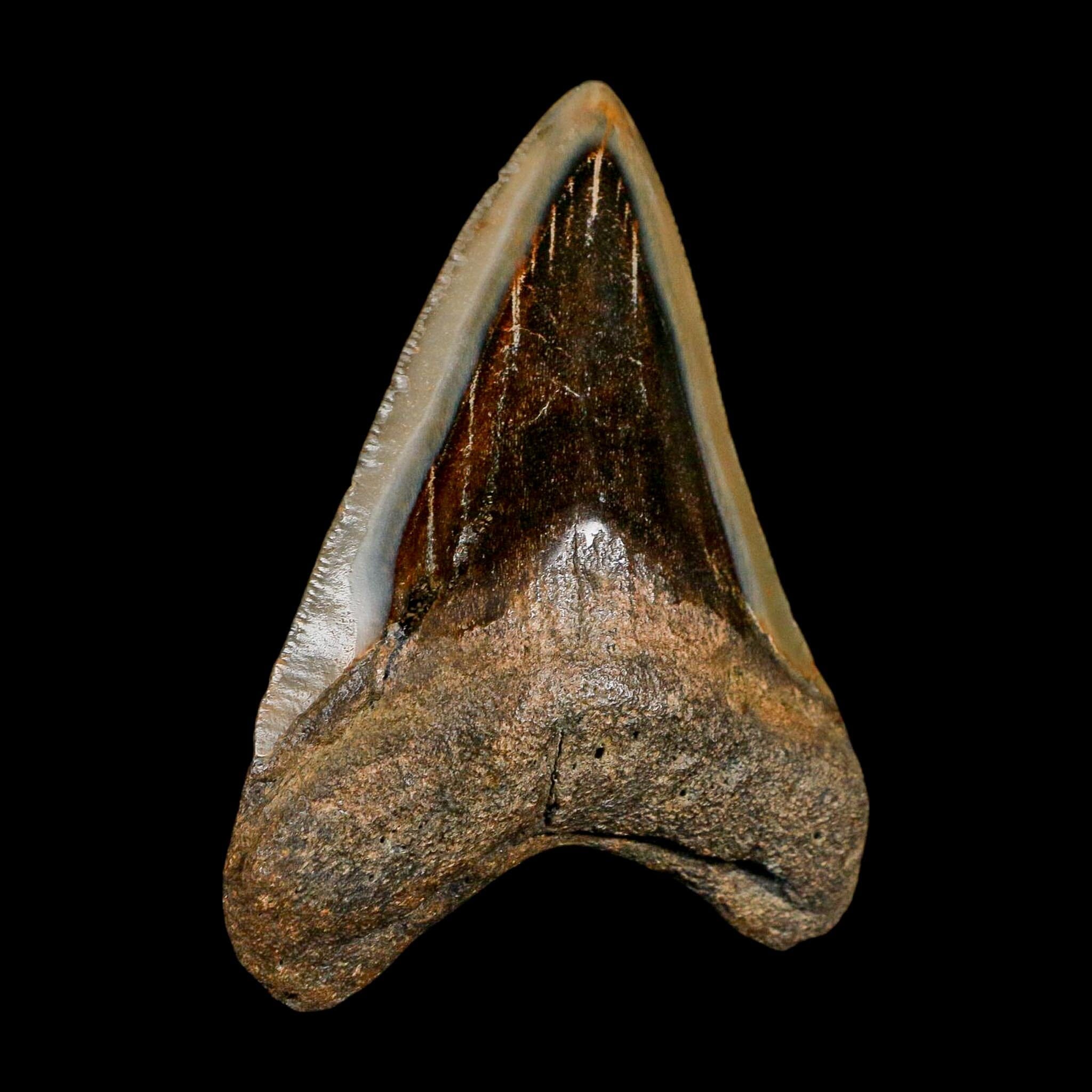 3.4" Quality Megalodon Shark Serrated Tooth Fossil Natural Miocene Age COA