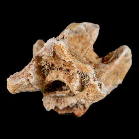 1.2" Palaeophis Magrebianus Sea Snake Vertebra Bone Upper Paleocene Morocco - Fossil Age Minerals