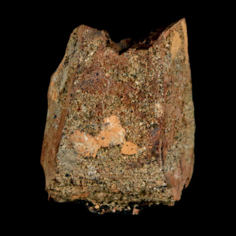 0.9" Tyrannosaurus Rex Fossil Tooth Section Dinosaur Lance Creek Formation WY COA