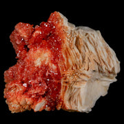 1.7" Sparkly Red Vanadinite Crystals On White Barite Blades Mineral Mabladen Morocco