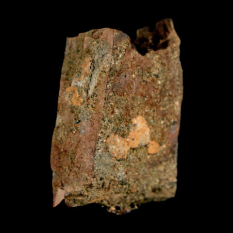 0.9" Tyrannosaurus Rex Fossil Tooth Section Dinosaur Lance Creek Formation WY COA