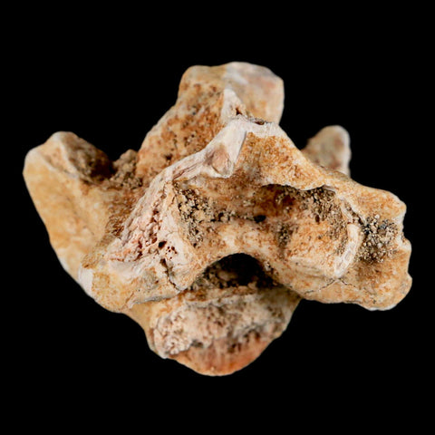 1.2" Palaeophis Magrebianus Sea Snake Vertebra Bone Upper Paleocene Morocco - Fossil Age Minerals
