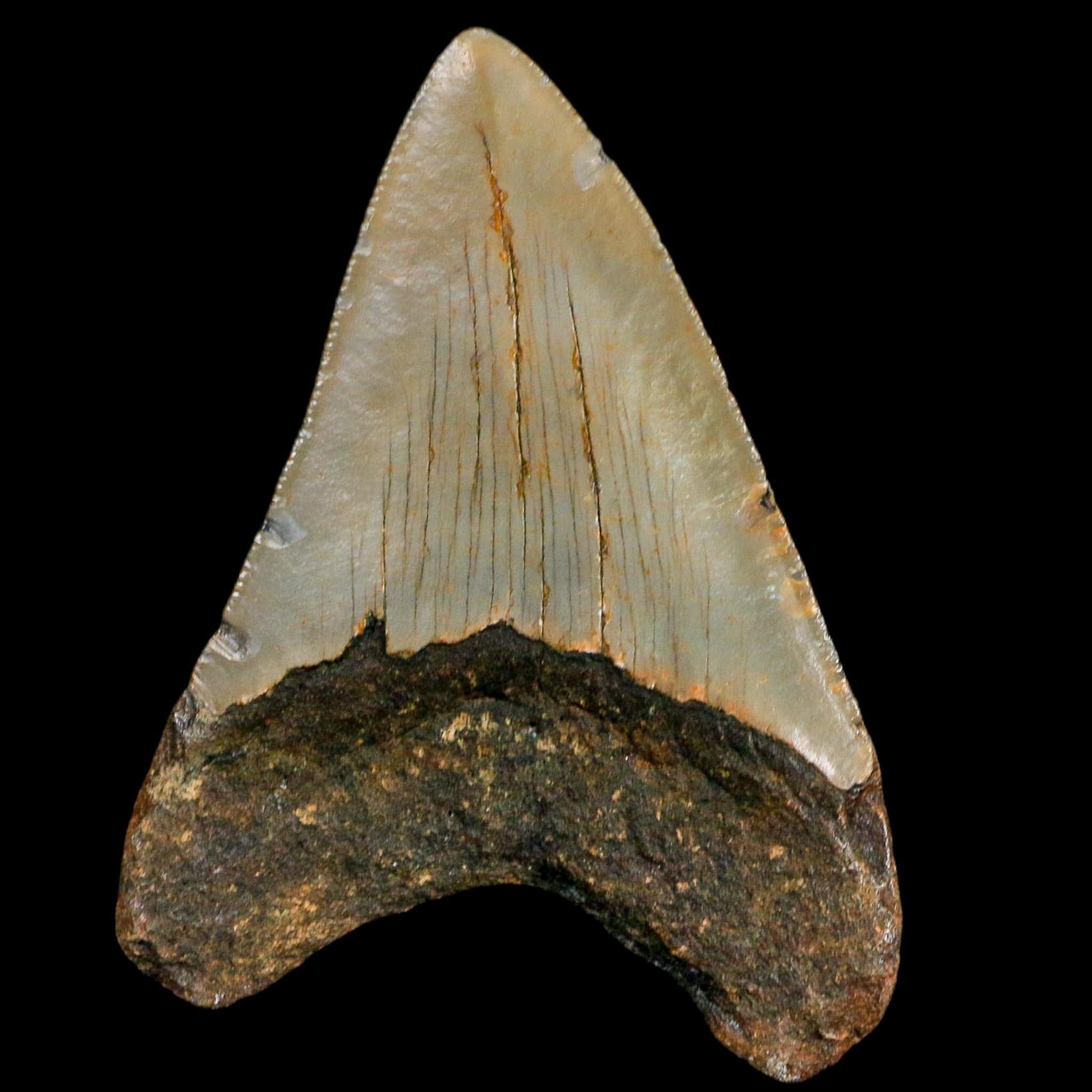 3.4" Quality Megalodon Shark Serrated Tooth Fossil Natural Miocene Age COA