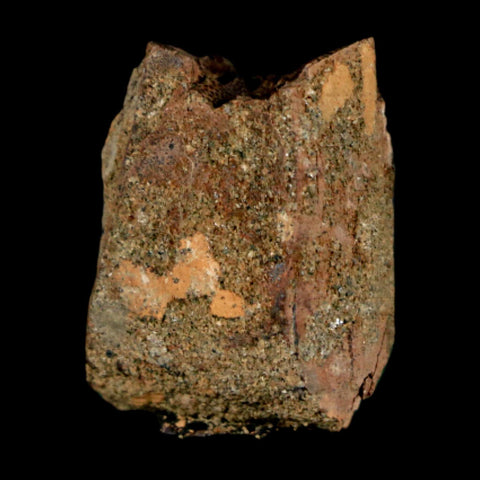 0.9" Tyrannosaurus Rex Fossil Tooth Section Dinosaur Lance Creek Formation WY COA