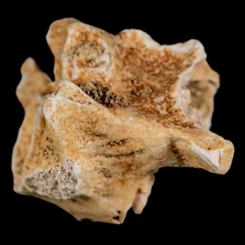 1.2" Palaeophis Magrebianus Sea Snake Vertebra Bone Upper Paleocene Morocco - Fossil Age Minerals