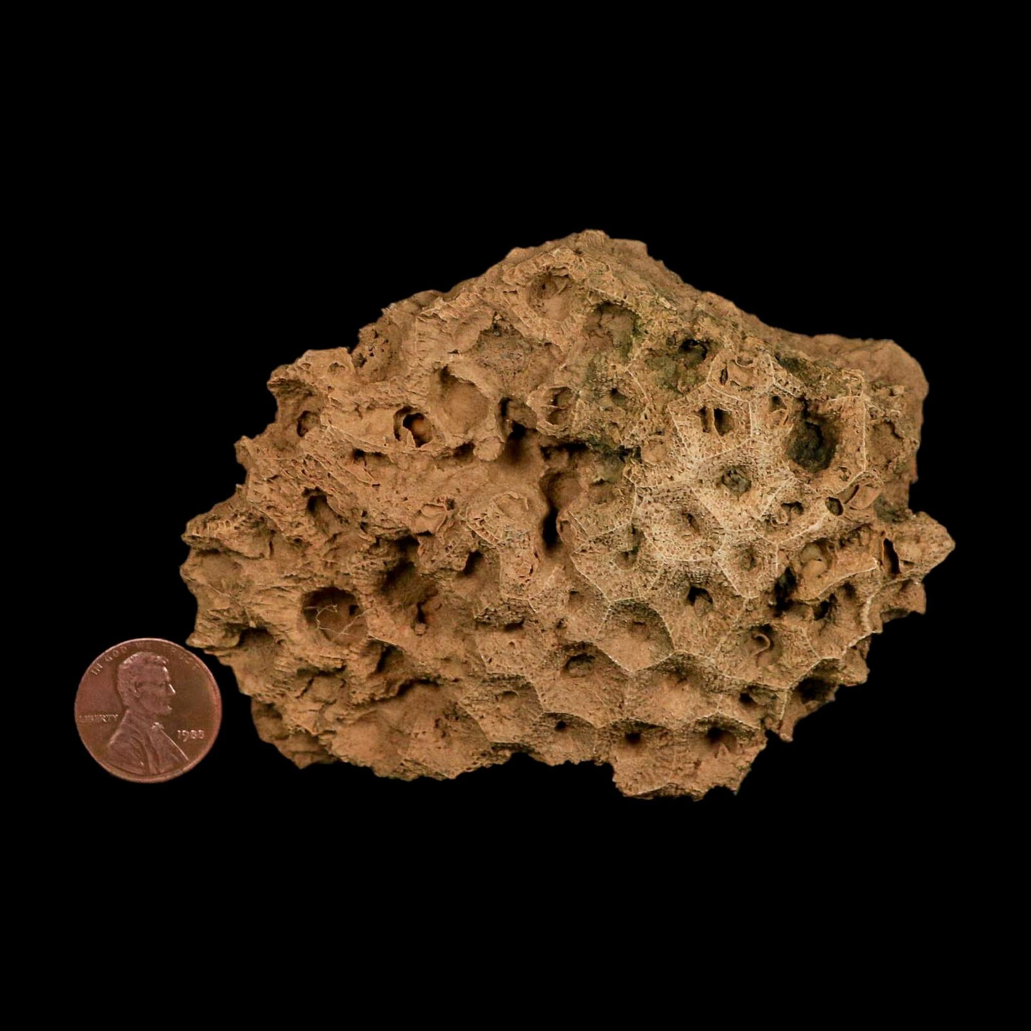 3.7" Colonial Rugose Coral Fossil Devonian Age Speed Quarry, Clark County, Indiana - Fossil Age Minerals