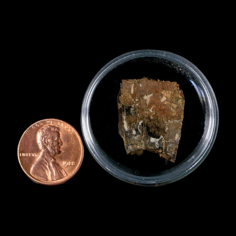 0.9" Tyrannosaurus Rex Fossil Tooth Section Dinosaur Lance Creek Formation WY COA