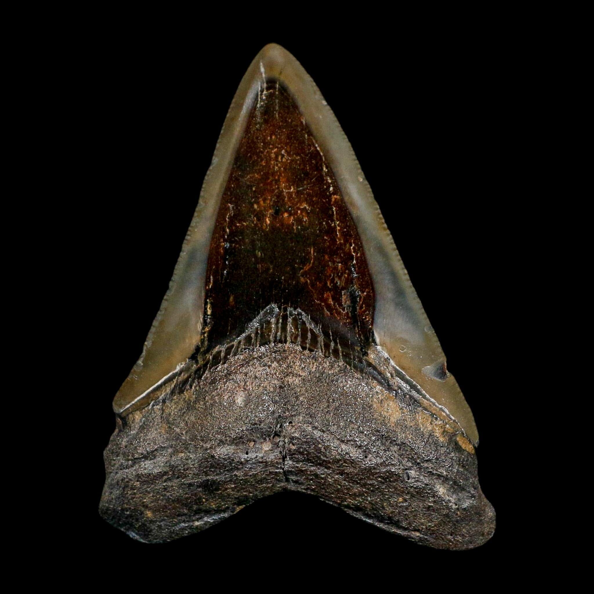 3.4" Quality Megalodon Shark Serrated Tooth Fossil Natural Miocene Age COA
